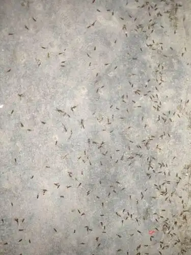 请问这种小飞虫的名字,咬人,傍晚很多,怎么消灭?