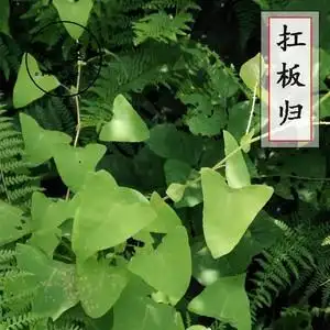 中药材店铺正品扛板归500g包邮新鲜干货河白草犁头草中草药12人付款