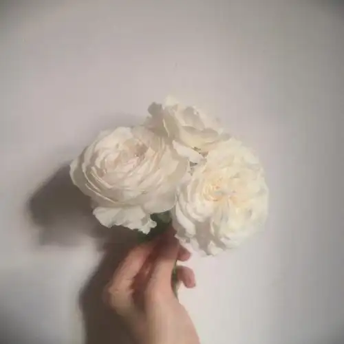 克里斯蒂娜公爵夫人开成小白花了