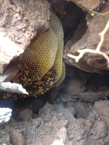 这些都是岩蜂主要采食的花蜜来源.