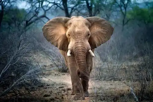 动物凶猛 | 你与非洲五霸只差一个克鲁格国家公园