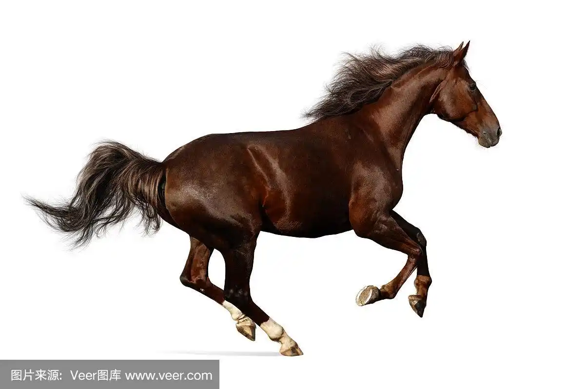 马奔驰的写实插图