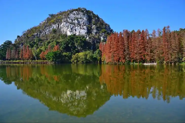 "南方落羽杉另一抹风情"肇庆七星岩风景区(2021.01.11-14)