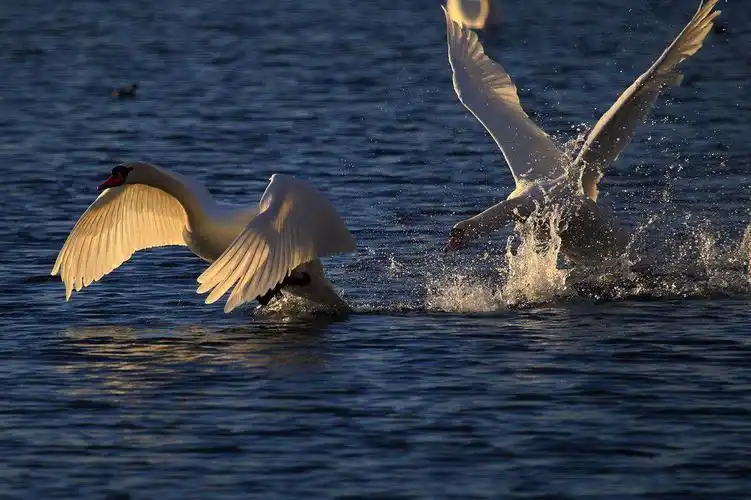 腾格里沙漠天鹅湖