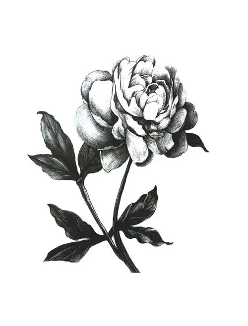 素材图片2020年新款创意素描500张无水水印设计素材