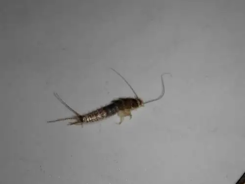 这个是什么虫子家里有很多.