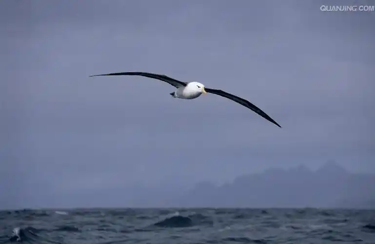 黑眉信天翁-黑眉信天翁图片