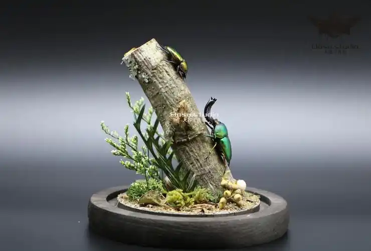 森林精灵小型真实昆虫甲虫标本生态微景观玻璃罩摆件收藏品礼物 紫茎