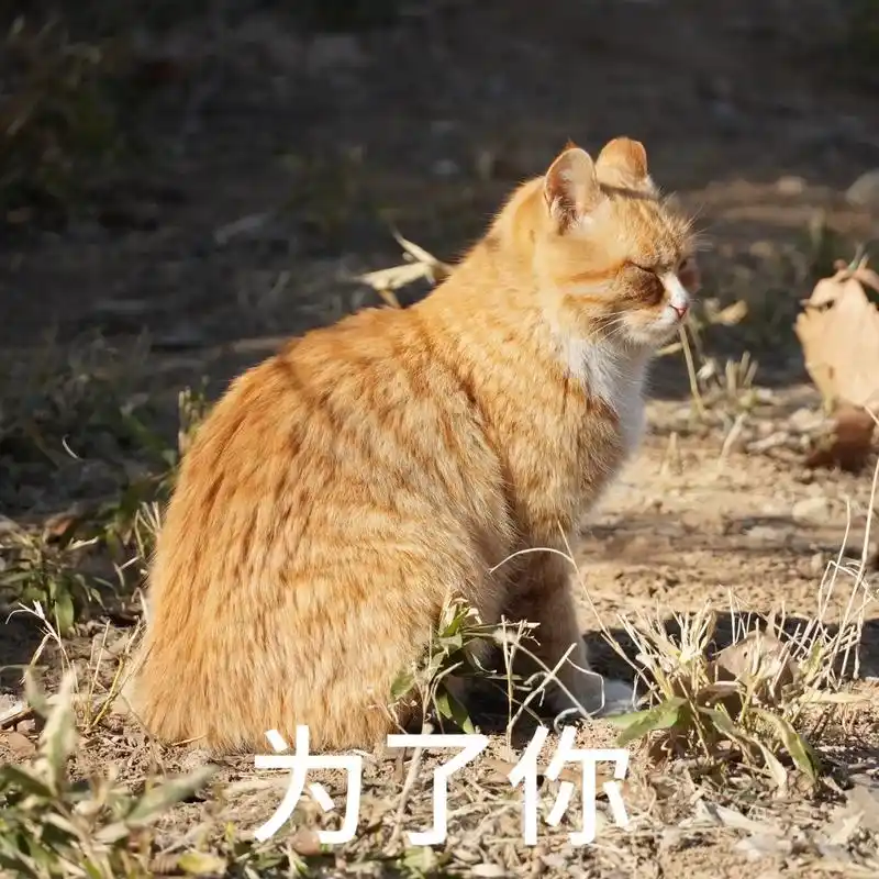 我变成狼人模样