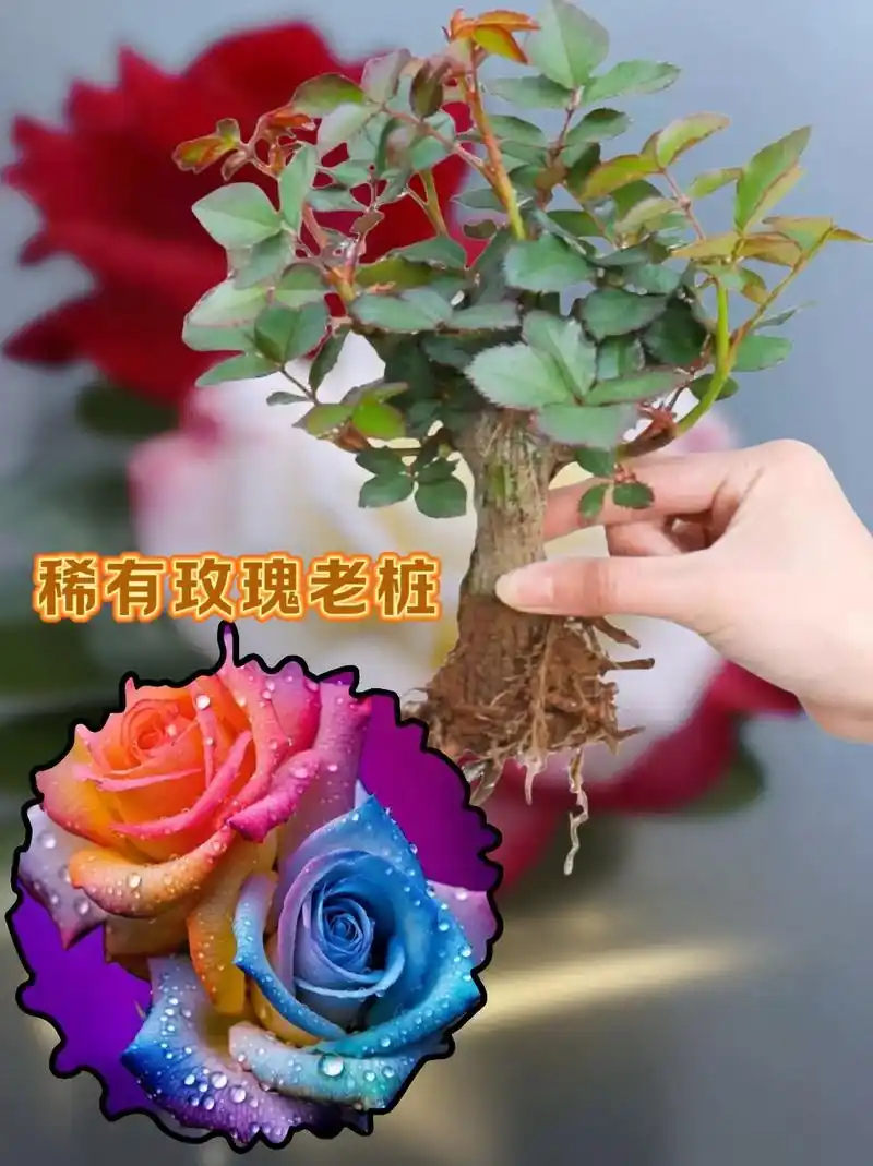 稀有玫瑰盆栽真是太美啦!这是一款稀有的玫瑰