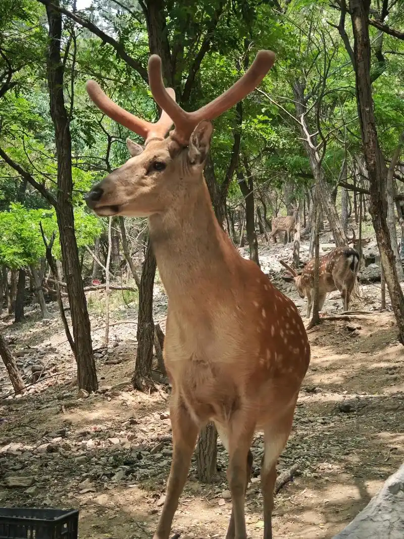 大连活爹.野生梅花鹿