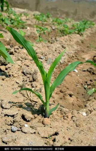 一棵玉米幼苗