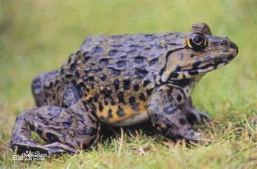 武平一男子因捕15只野生田鸡被公安机关取保候审