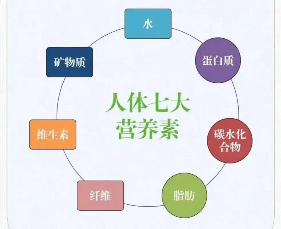 人体必需的七大营养素 构成人体的七大营养素:蛋白质,脂肪,碳水化合物