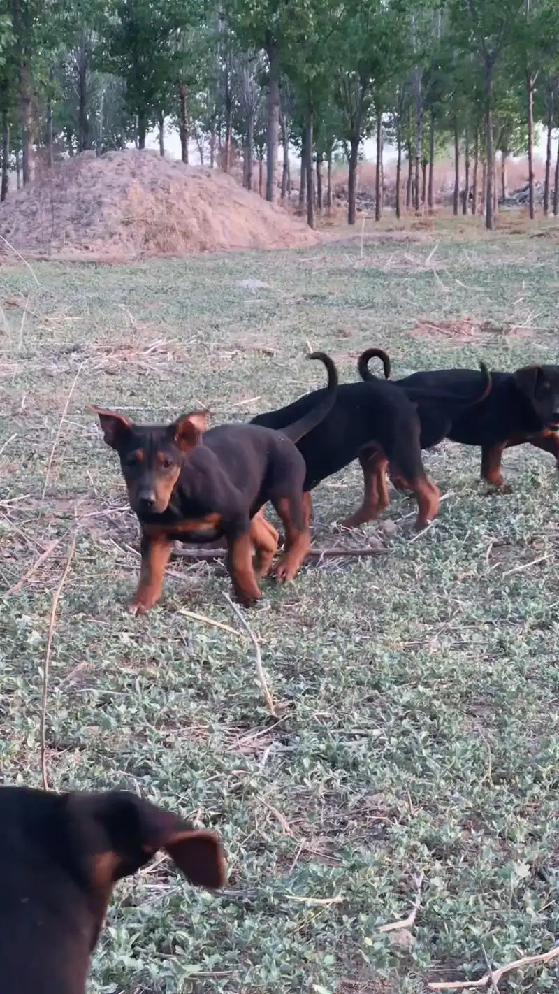 狗狗2个月莱州红小狗苏联红中国红犬护卫犬伴侣犬狼犬