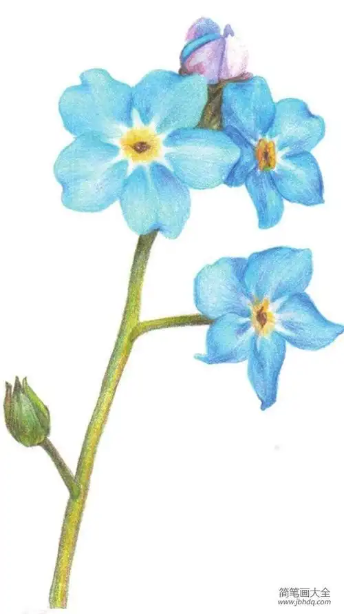 草彩铅画简笔画