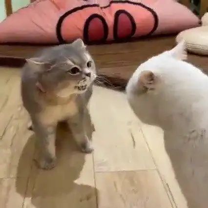 猫咪吵架,求大神翻译!