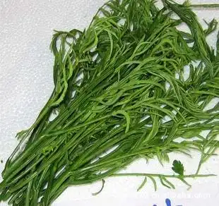 臭菜销售名菜臭菜