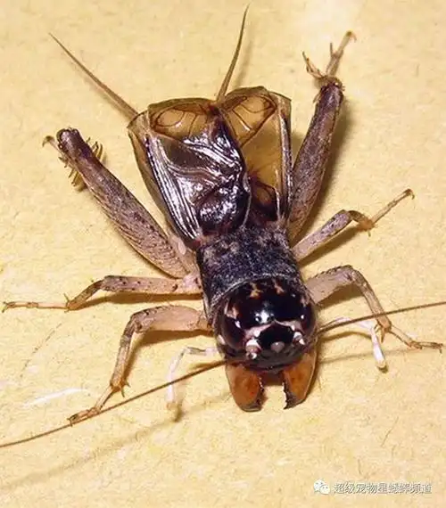 蟋蟀国家队 | 2013年南北对抗赛战将集锦