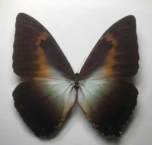 月神闪蝶日落和北极的光