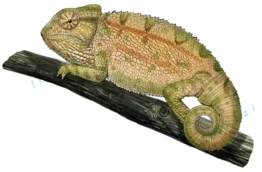 原创插画展示#插画 #插画分享 #变色龙#包装插画#商业插画 - 抖音