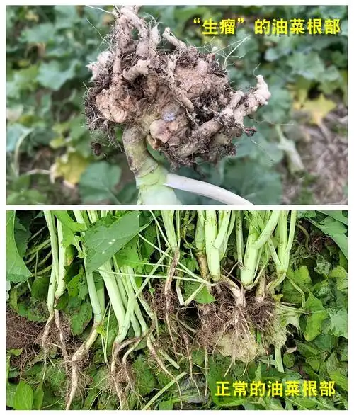 c视频·民情丨四川多地油菜根部长"瘤",油菜第一省如何应对?
