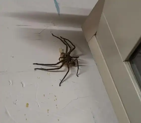 白额高脚蛛,吃蟑螂的,有图慎入