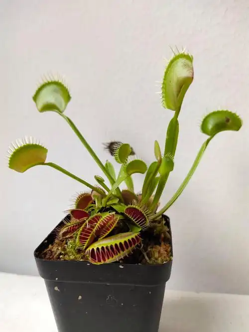 捕蝇草的花怎么养1