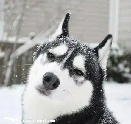 逗逼二哈的生活表情写照【图】