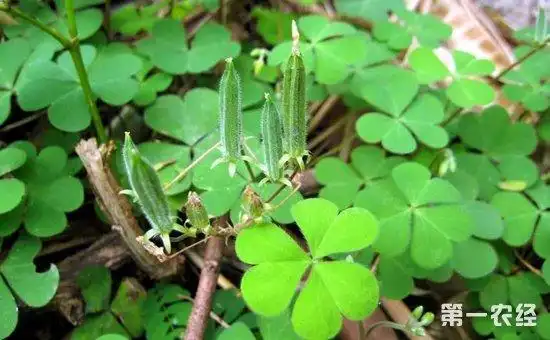 黄花酢浆草种子与黄花酢浆草的果实