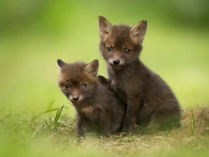 两只可爱的狐狸幼崽