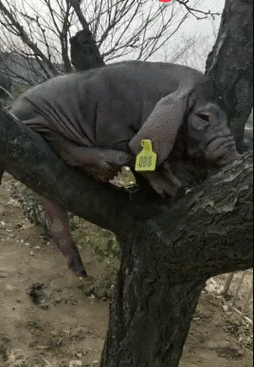 2,老母猪上树下一句怎么接