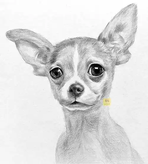 素描动物吉娃娃绘画绘画步骤_结构_关系_动态