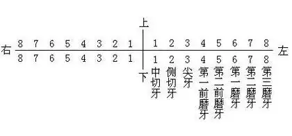 大人有多少颗牙齿?前面数第一,二,四颗叫什么牙?