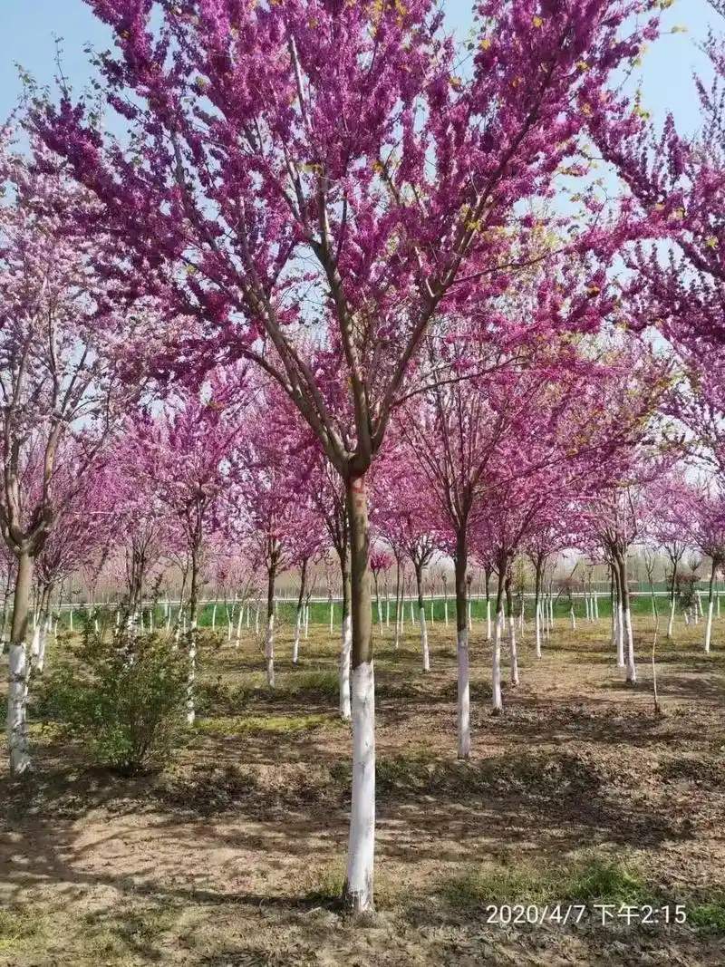 紫荆花开#精品苗木 #苗圃基地 #抖音带你去赏花 #春暖花开 - 抖音