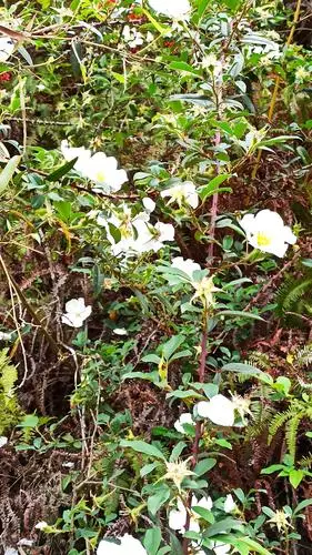 四月金樱子开花了