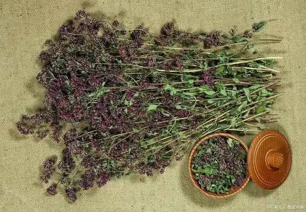 马鞭草的功效与禁忌