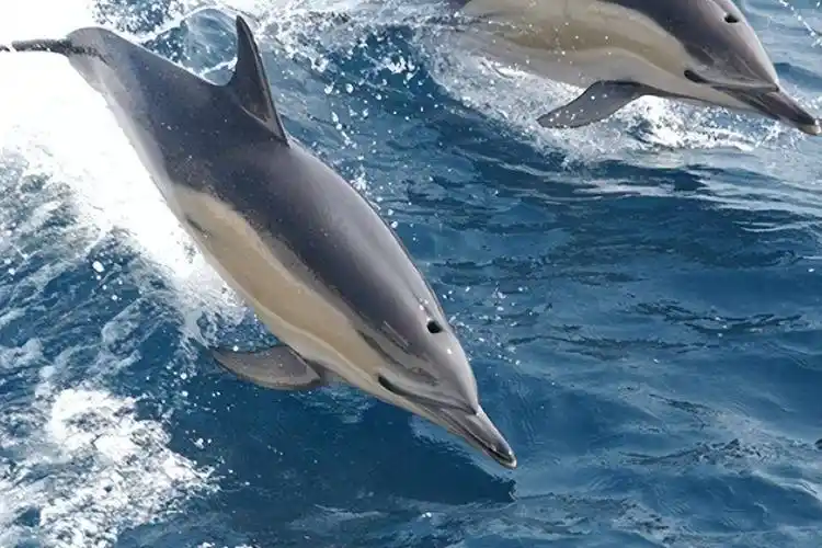 大西洋斑纹海豚,大西洋水域中杰出居民,生活在复杂的海洋环境中
