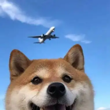 动物头像|最新招财可爱宠物柴犬头像大全 超级可爱又很萌的柴犬头像