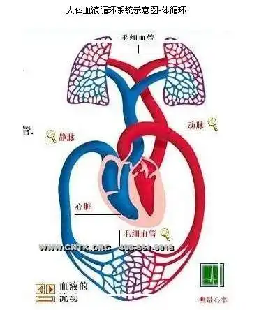人体血液循环概念图人体循环系统图解