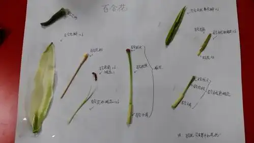 学生们就马老师提出的问题,分小组解剖百合花.