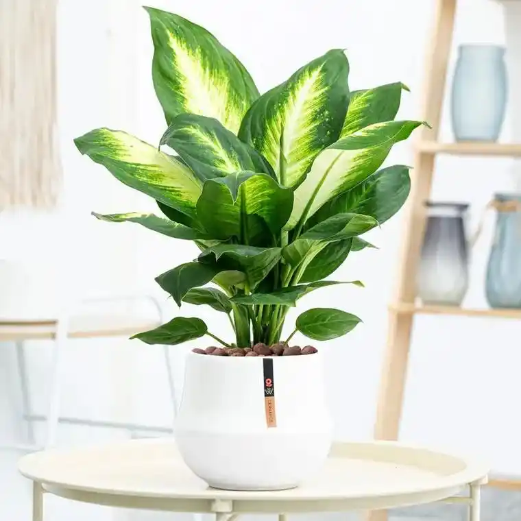 我的新宠!这盆银皇后真的是万年青,四季常青,室内养护超简单, - 抖音