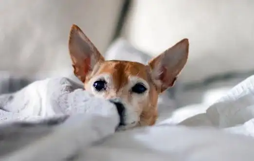 吉娃娃能吃西瓜吗 吉娃娃能不能吃西瓜_小可爱宠物网