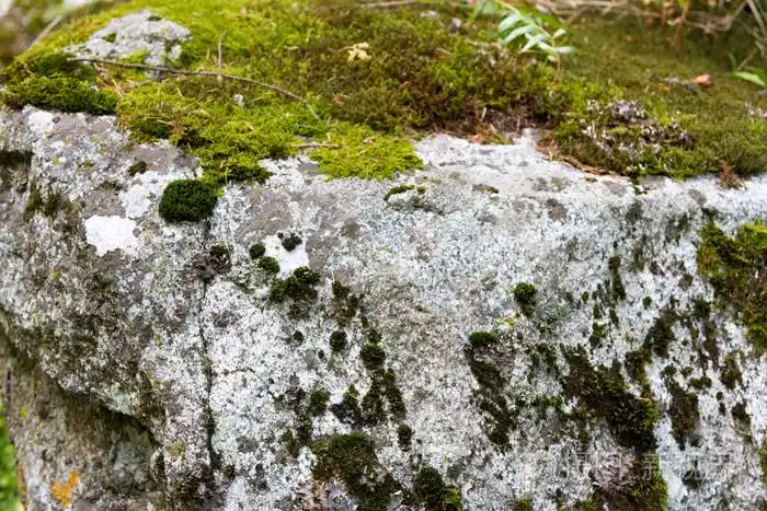 苔藓的石头