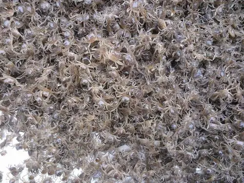 [蟹苗批发]大闸蟹蟹苗,优质蟹苗,大品种,全国免费发货价格7.