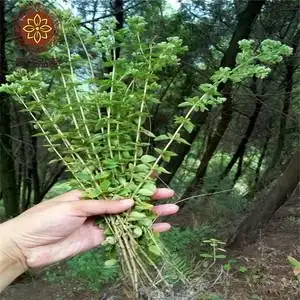 150g白花香炉草3两新香芦草自采香卢茶四川香龙草茶香笼草香浓草