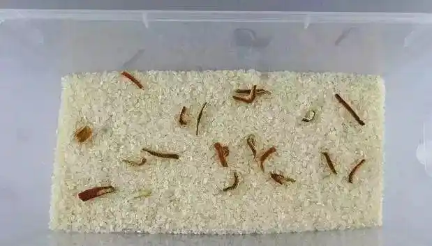 健康新知米面生虫不能再吃了是不是谣言终于清楚了