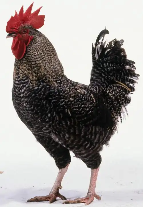 黑色,动物,观察,看,站着,摄影,牲畜,影棚,观看,察看,关注,轻柔,公鸡