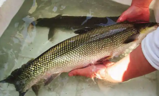 大鳞鲃的人工养殖性能特点
