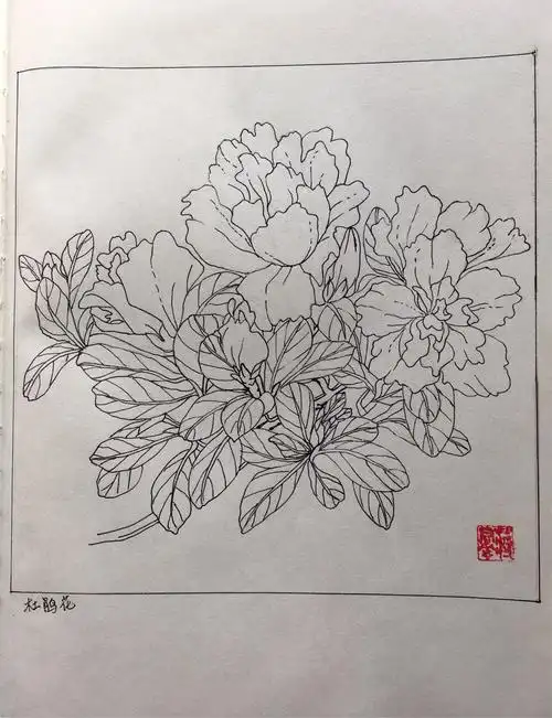 杜鹃花